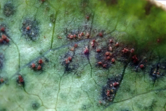 Puccinia otagensis