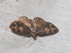 Pseudocollix hyperythra