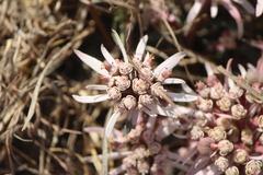 Euphorbia radians