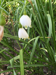 Leucojum