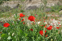 Papaver syriacum