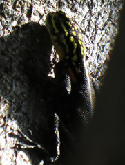 Agama planiceps