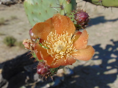Opuntia jaliscana