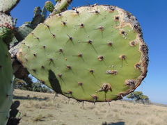 Opuntia jaliscana