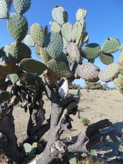 Opuntia jaliscana