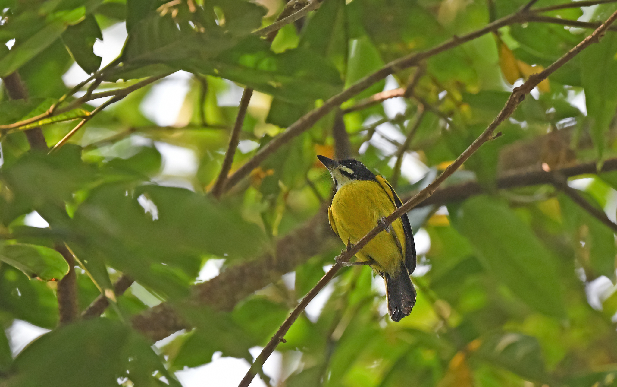 Golden-winged Tody-Flycatcher (Poecilotriccus calopterus), photo 3