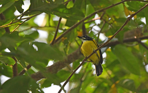 Golden-winged Tody-Flycatcher (Poecilotriccus calopterus)