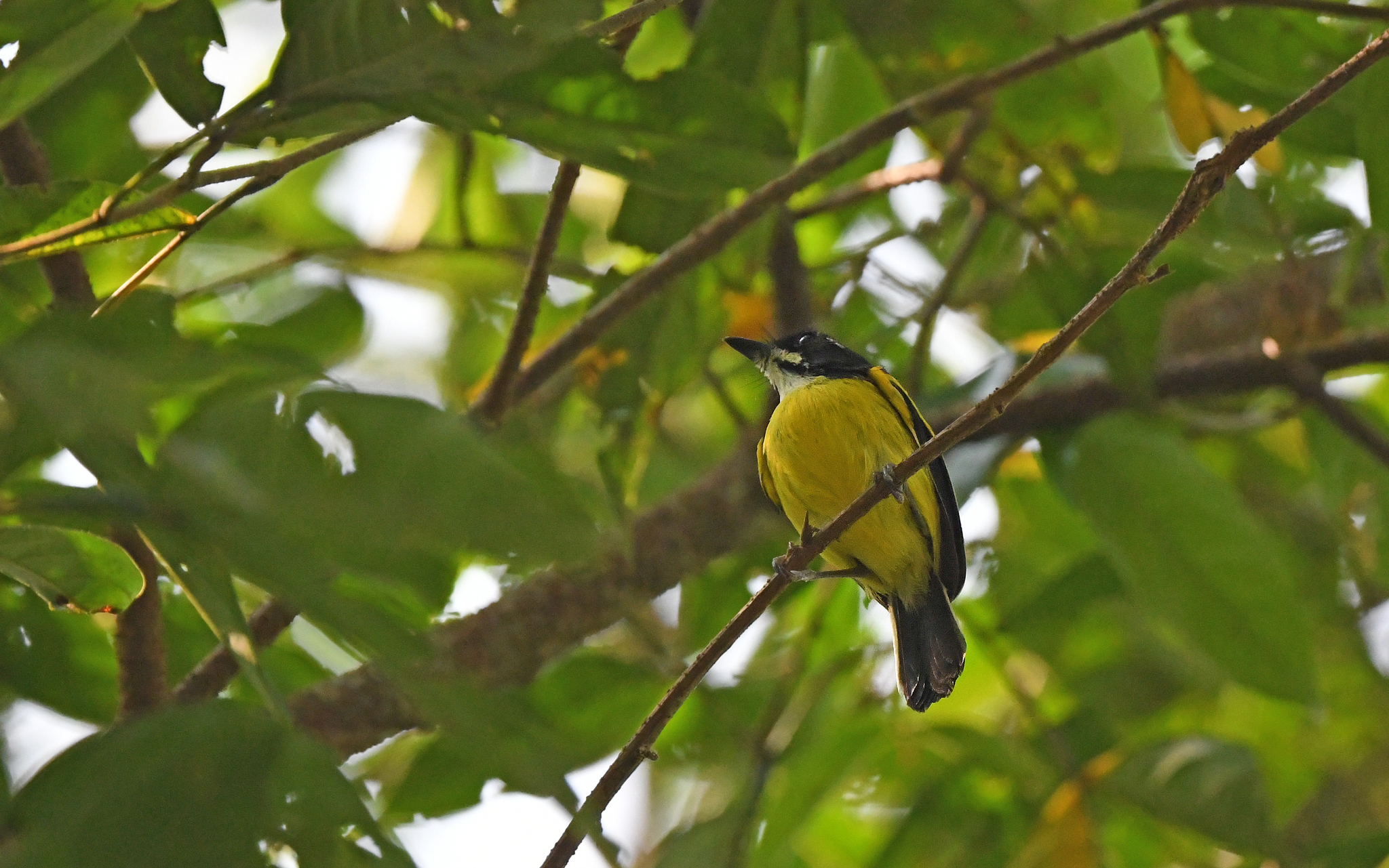 Golden-winged Tody-Flycatcher (Poecilotriccus calopterus), photo 1