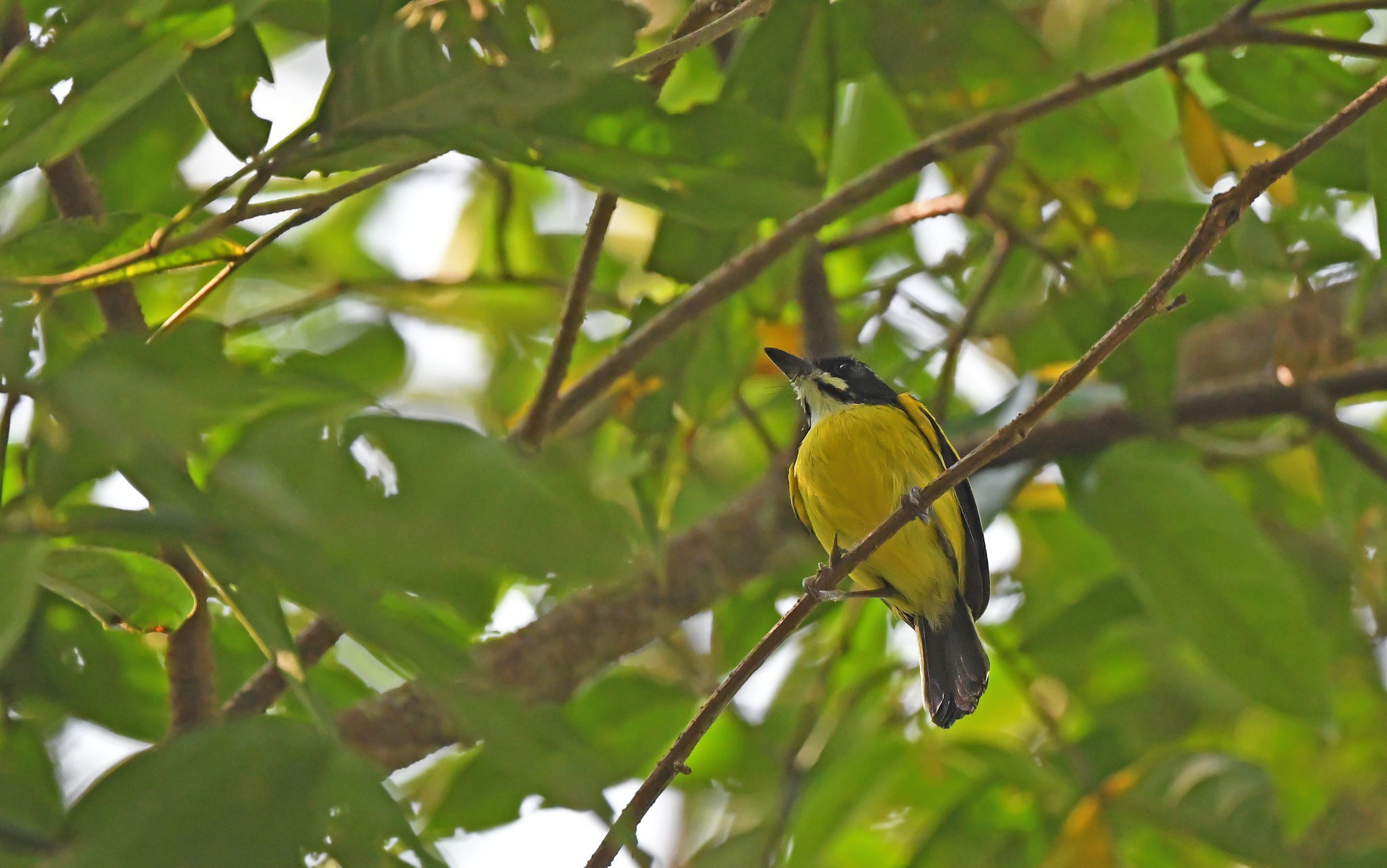 Golden-winged Tody-Flycatcher (Poecilotriccus calopterus), photo 2
