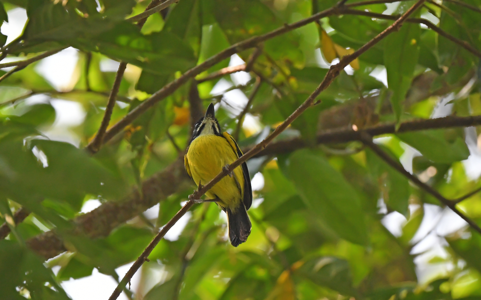 Golden-winged Tody-Flycatcher (Poecilotriccus calopterus), photo 4