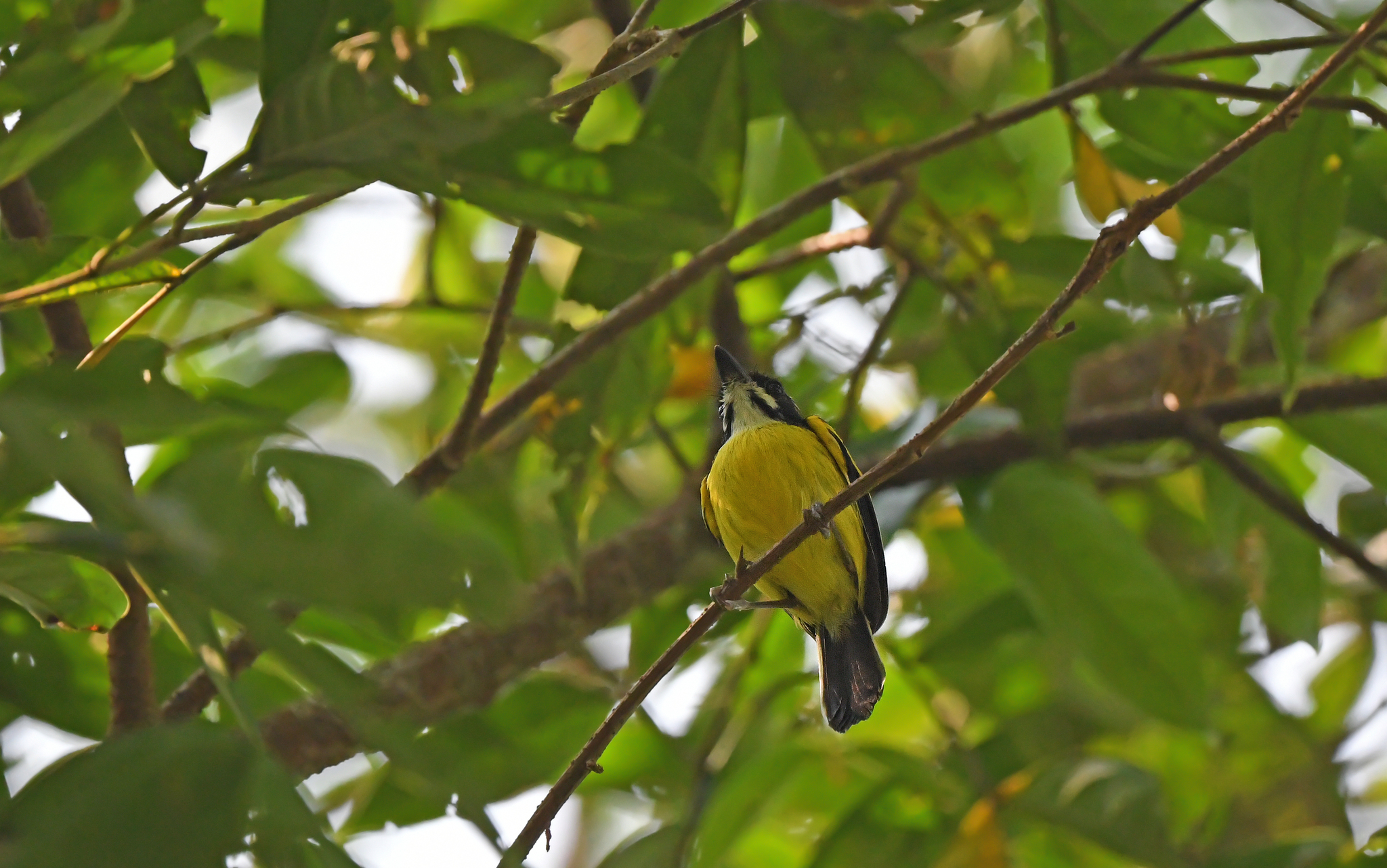 Golden-winged Tody-Flycatcher (Poecilotriccus calopterus), photo 5