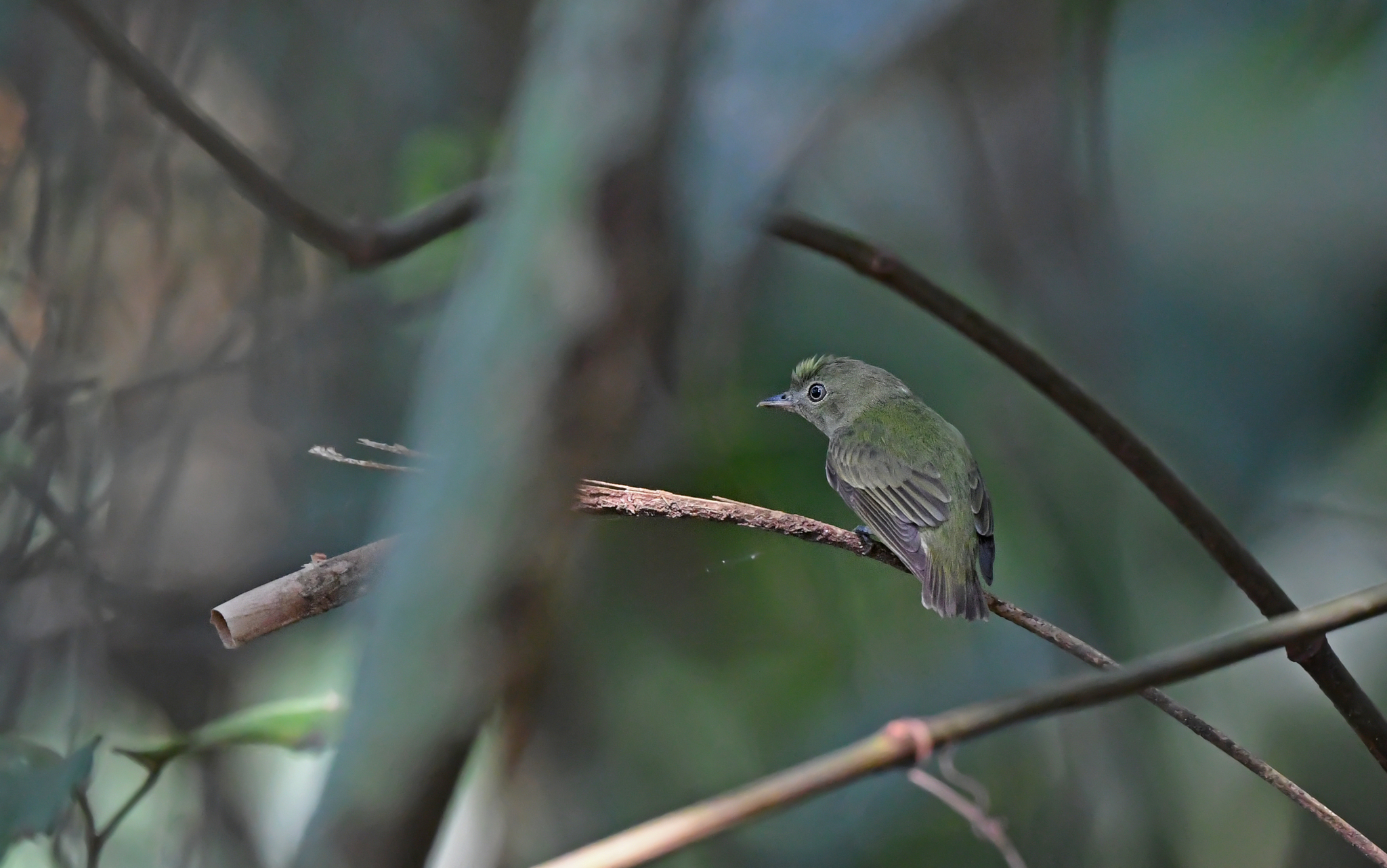 Dwarf Tyrant-Manakin (Tyranneutes stolzmanni), photo 2