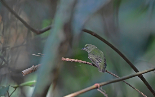 Dwarf Tyrant-Manakin (Tyranneutes stolzmanni), photo 3