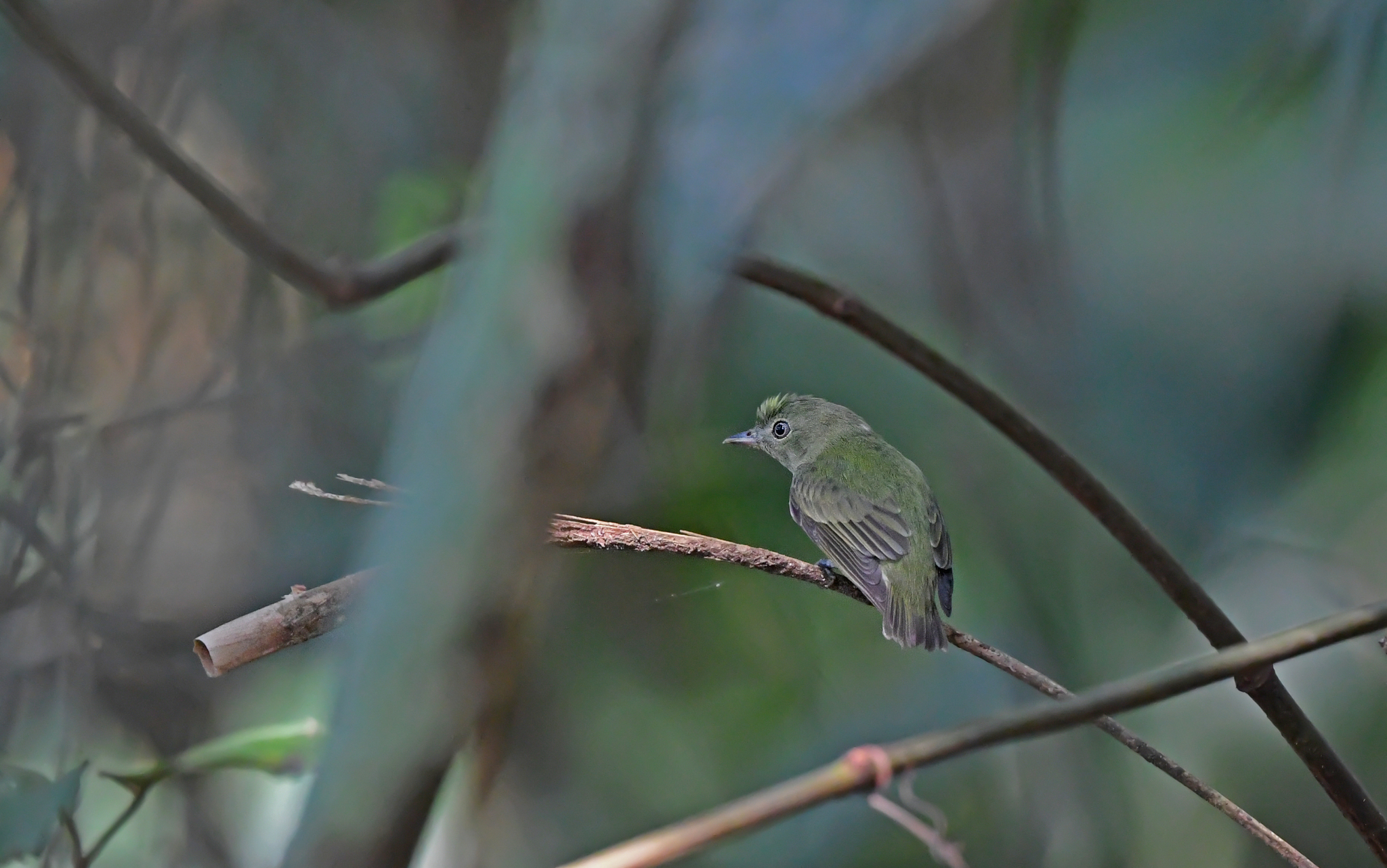 Dwarf Tyrant-Manakin (Tyranneutes stolzmanni), photo 3