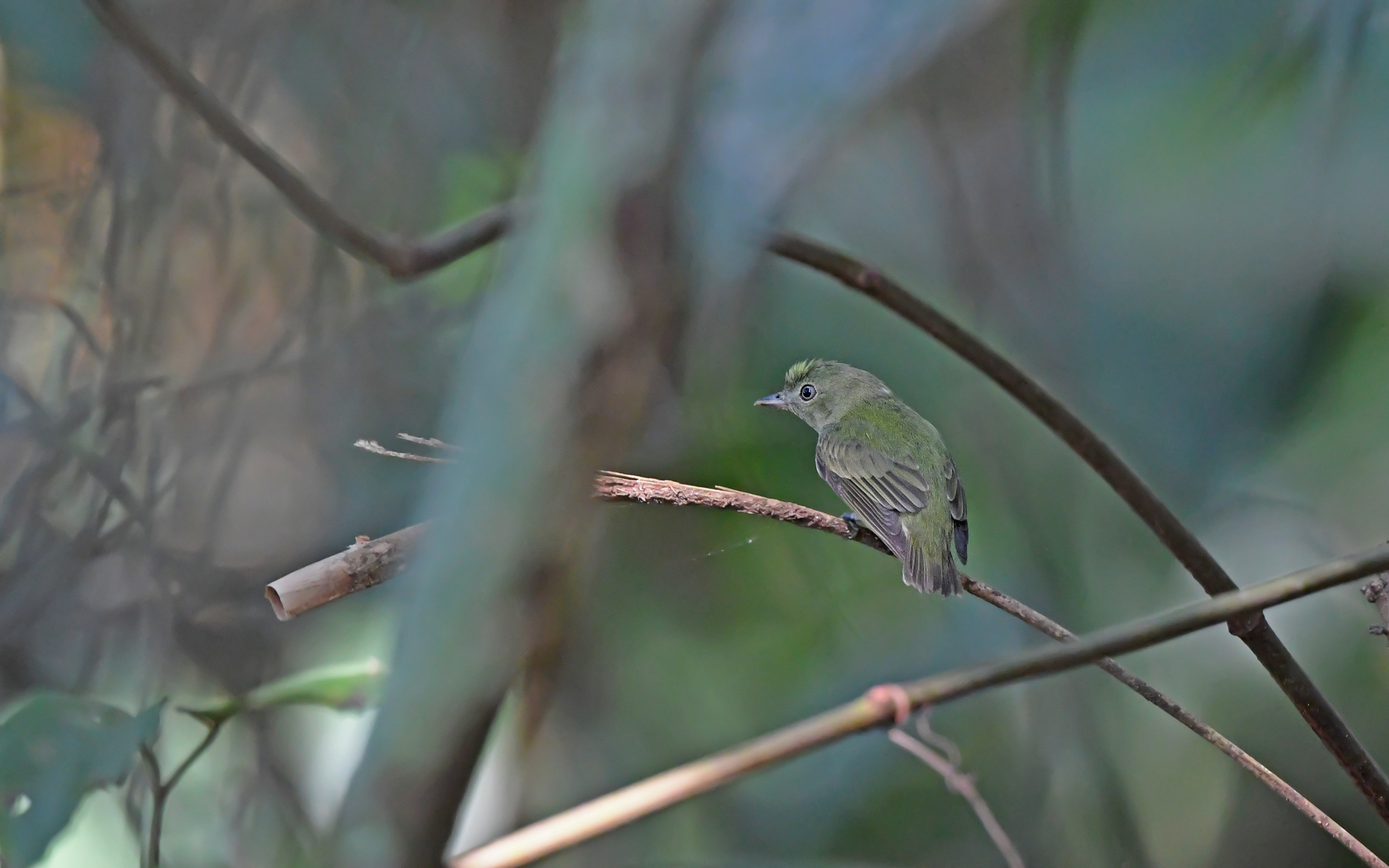 Dwarf Tyrant-Manakin (Tyranneutes stolzmanni), photo 4