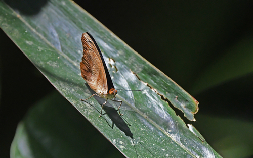 Catonephele salacia