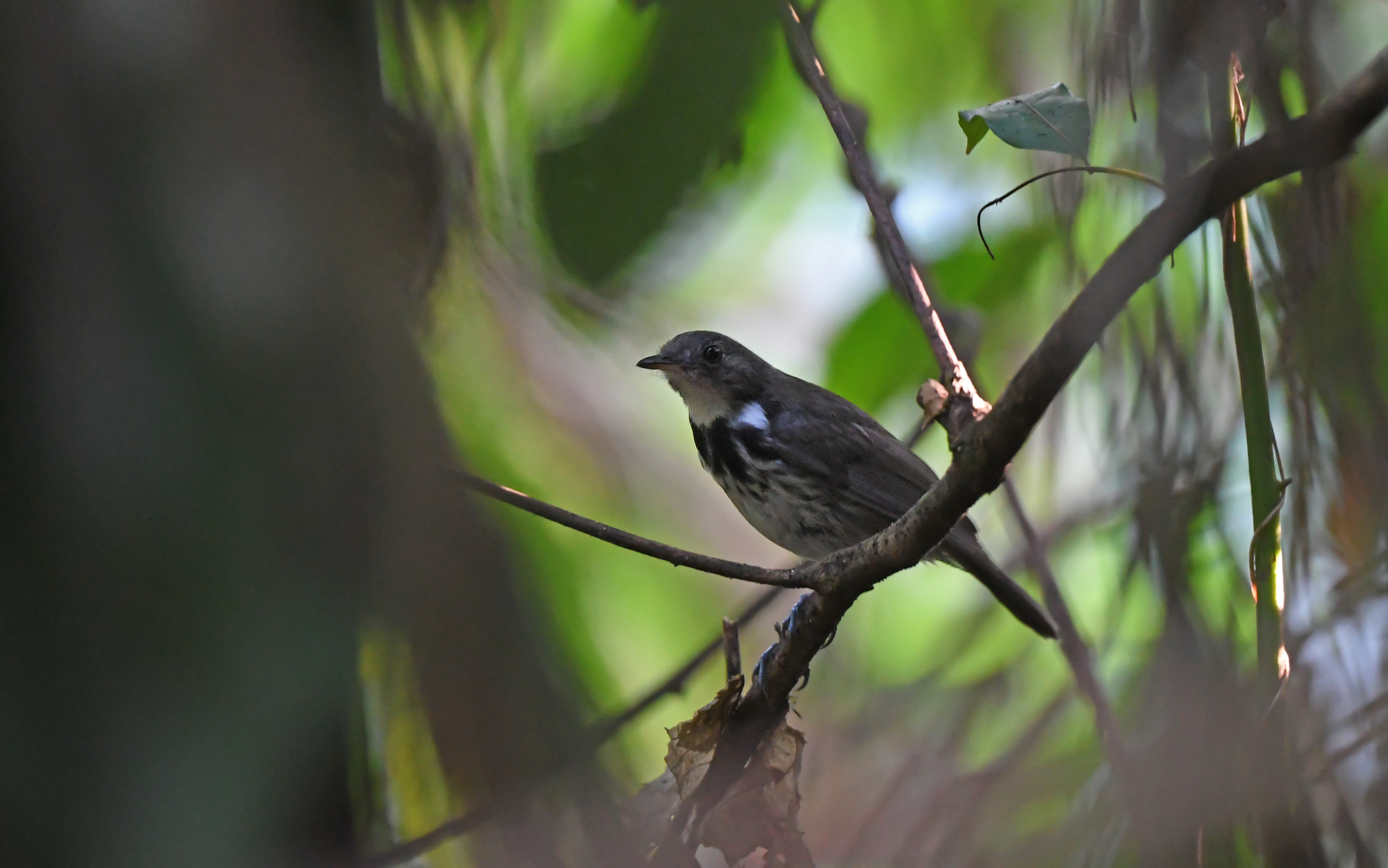 Ringed Antpipit (Corythopis torquatus), photo 3