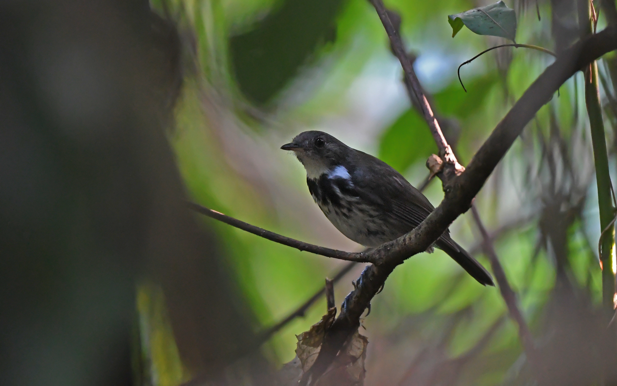 Ringed Antpipit (Corythopis torquatus), photo 5