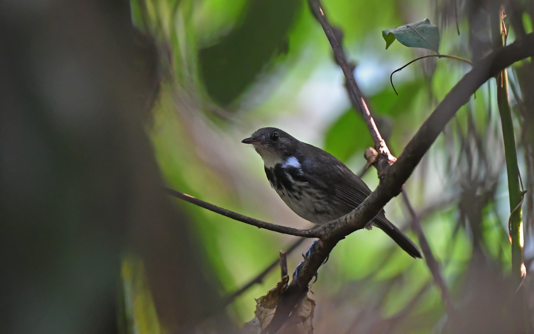 Ringed Antpipit (Corythopis torquatus), photo 4