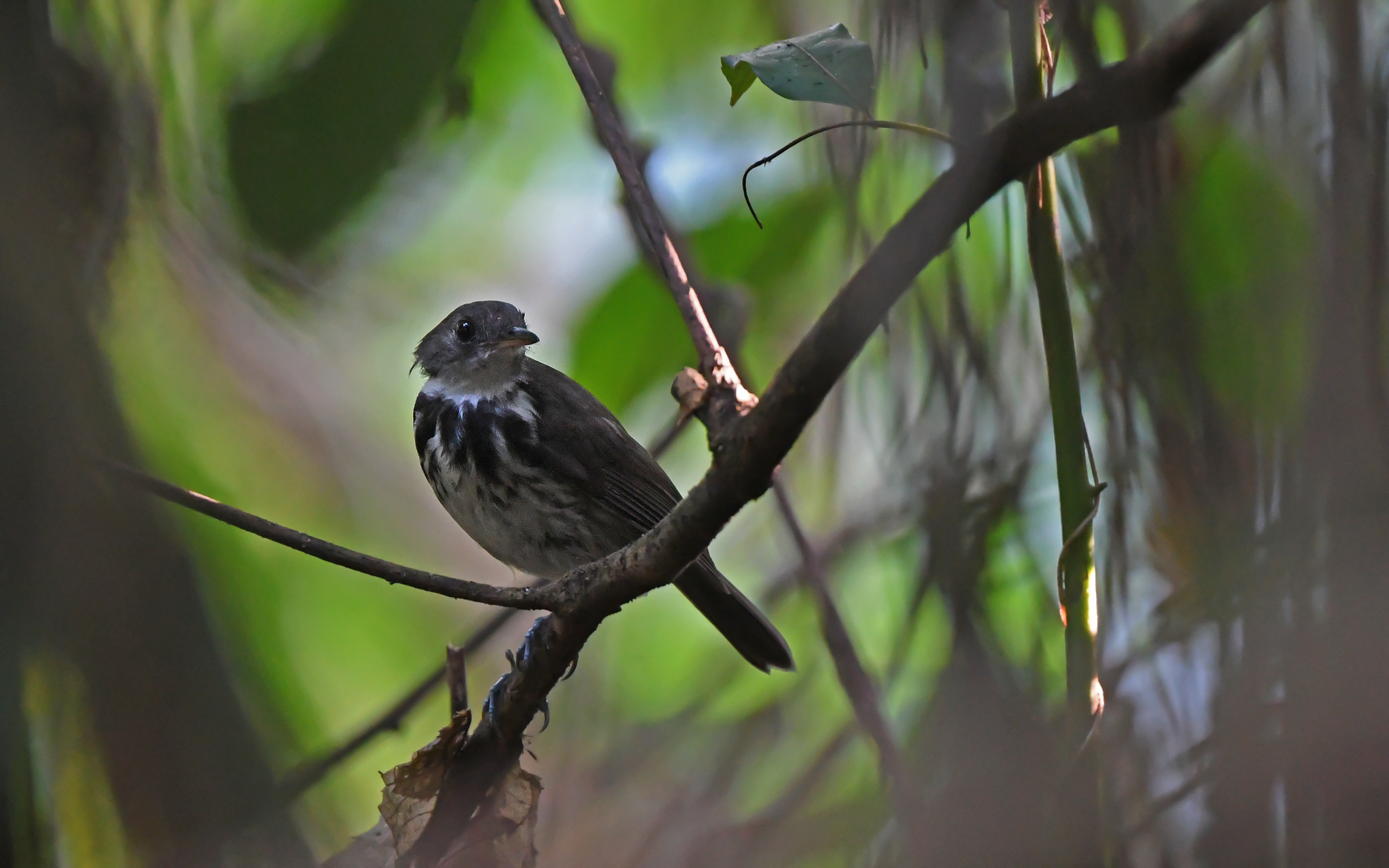 Ringed Antpipit (Corythopis torquatus), photo 6
