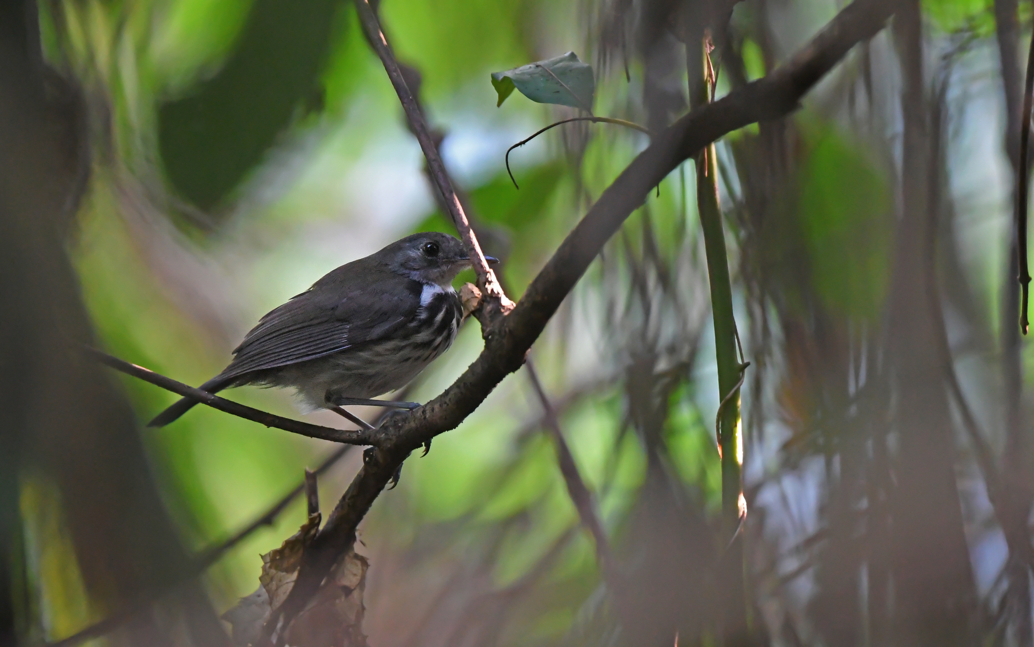 Ringed Antpipit (Corythopis torquatus), photo 7