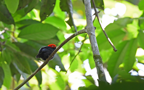 Round-tailed Manakin (Ceratopipra chloromeros), photo 2