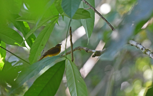 White-winged Shrike-Tanager (Lanio versicolor), photo 3