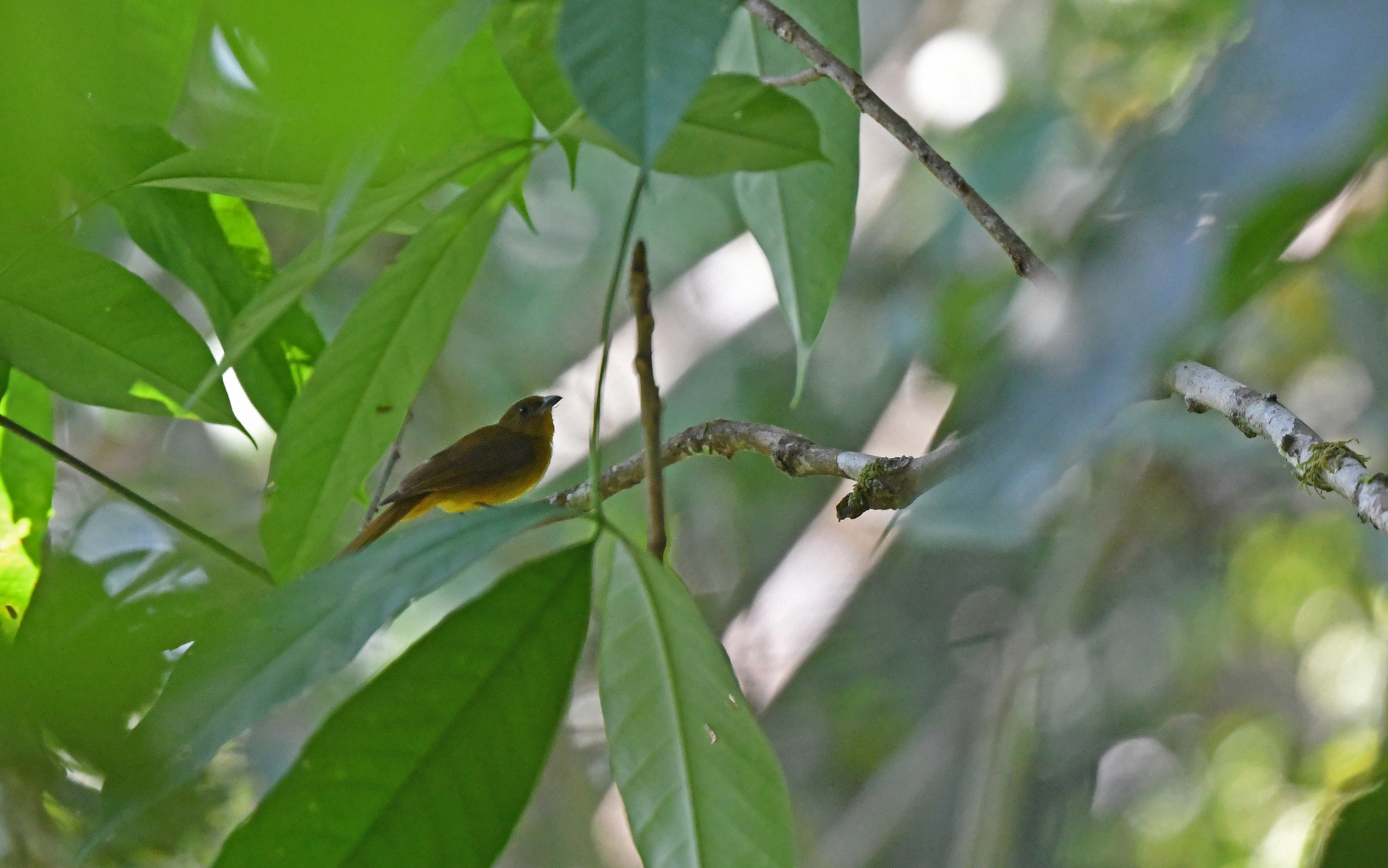 White-winged Shrike-Tanager illustration