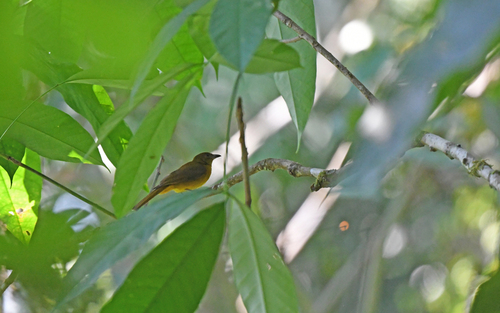 White-winged Shrike-Tanager (Lanio versicolor), photo 10