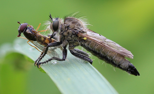 Dysmachus praemorsus