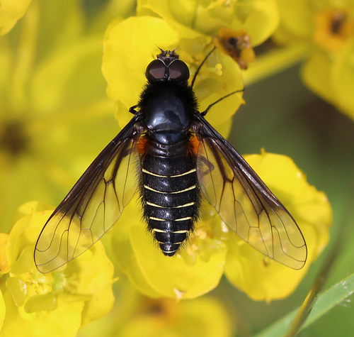 Lomatia sabaea