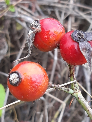 Image of Rosa marginata by (c) Martin Scheuch, some rights reserved (CC BY)