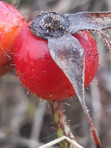 Image of Rosa marginata by (c) Martin Scheuch, some rights reserved (CC BY)