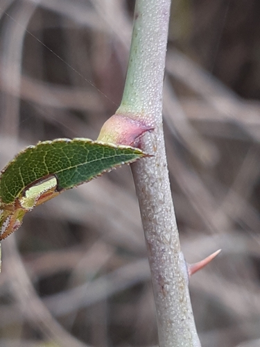 Image of Rosa marginata by (c) Martin Scheuch, some rights reserved (CC BY)