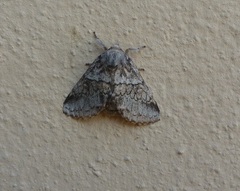 Gluphisia crenata