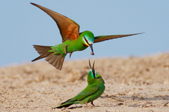 Blue-Cheeked Bee-Eater photo 2