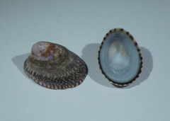 Lottia paradigitalis