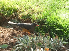 Turdus abyssinicus