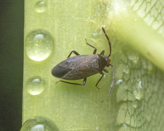 Wygomiris