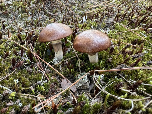 観察された菌類