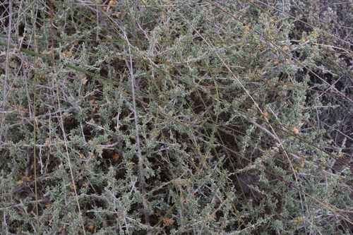 Image of Lawrencia squamata by (c) Greg Tasney, some rights reserved (CC BY-SA)