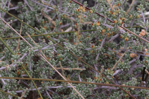 Image of Lawrencia squamata by (c) Greg Tasney, some rights reserved (CC BY-SA)