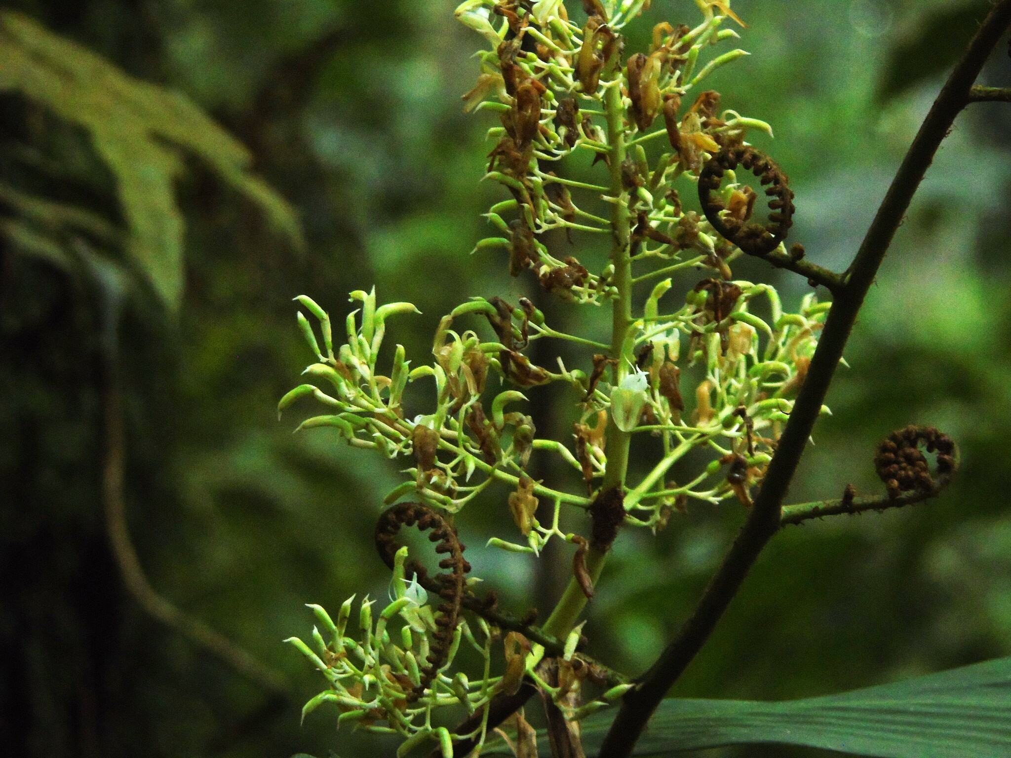 Alpinia scabra (Blume) Náves 2