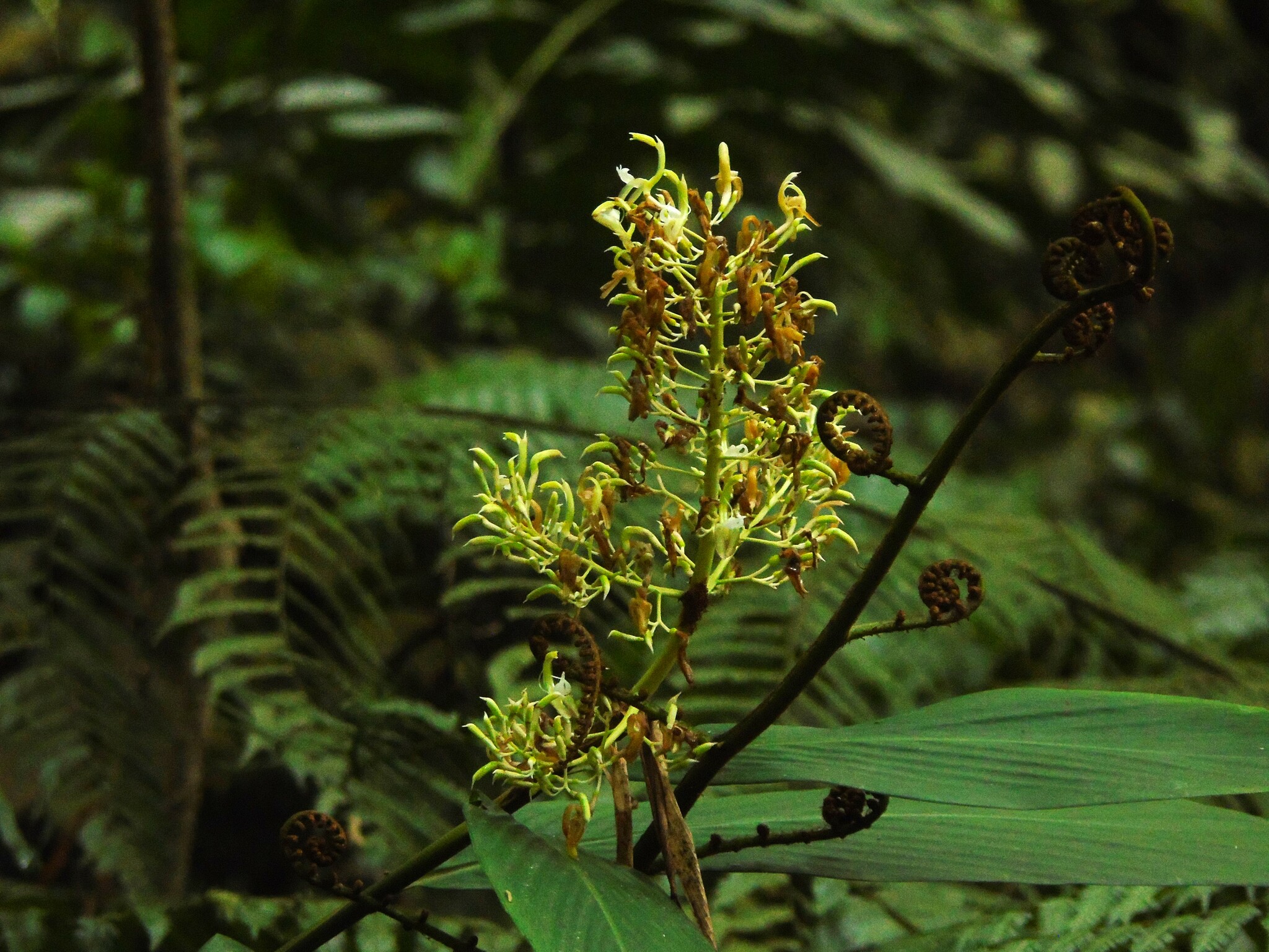Alpinia scabra (Blume) Náves