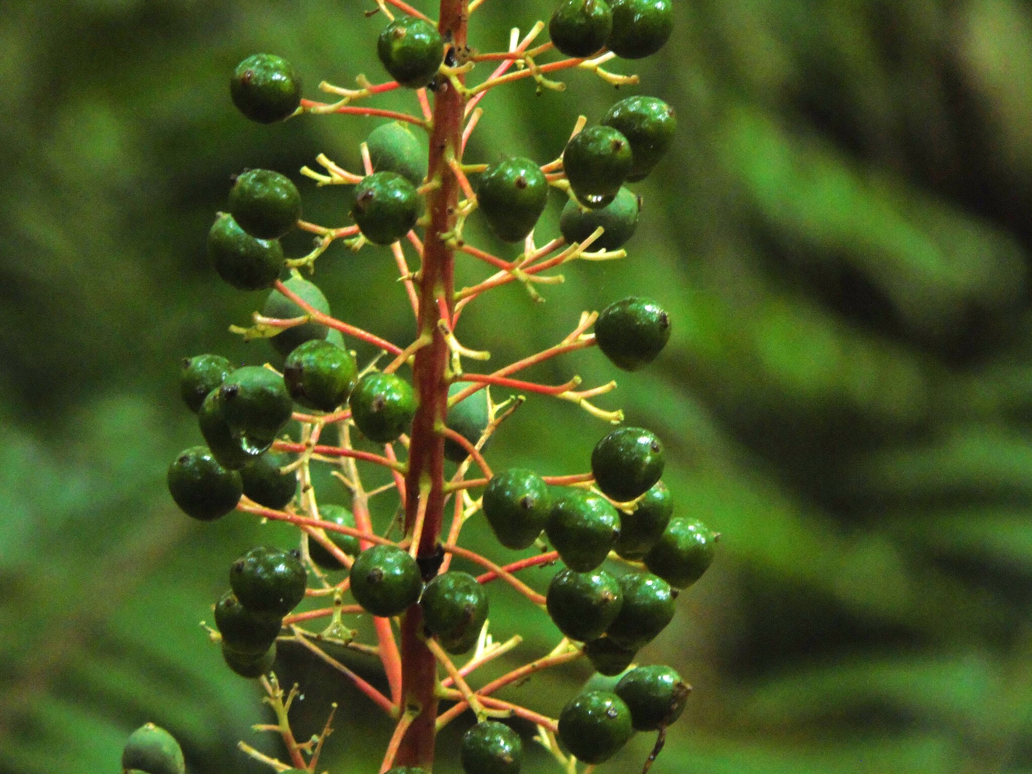Alpinia scabra (Blume) Náves 4