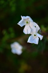 Silene latifolia alba
