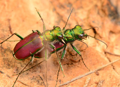 Cicindela splendida