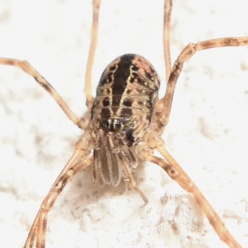 Dicranopalpus pulchellus