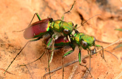 Cicindela splendida