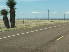 Yucca faxoniana